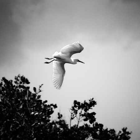 Snowy Egret (Egretta thula)