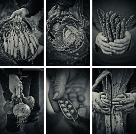 The Hands that Pick the Food I Eat