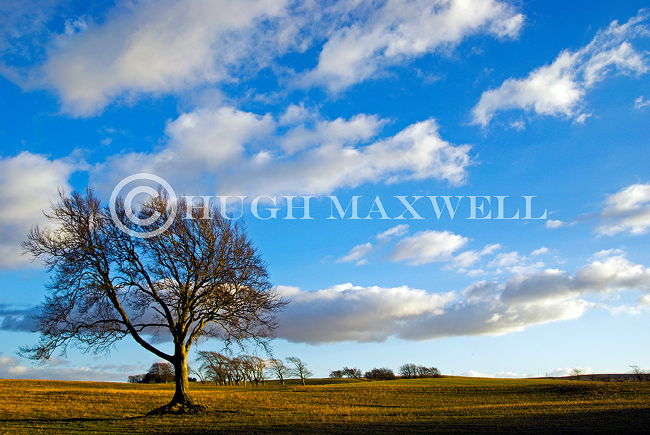Solitary Tree