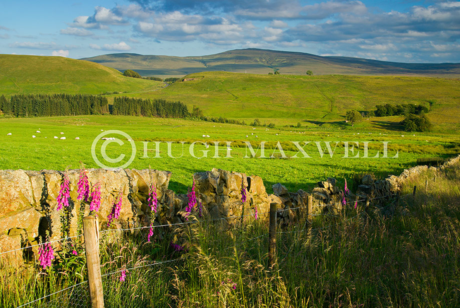 Muirkirk Landscape