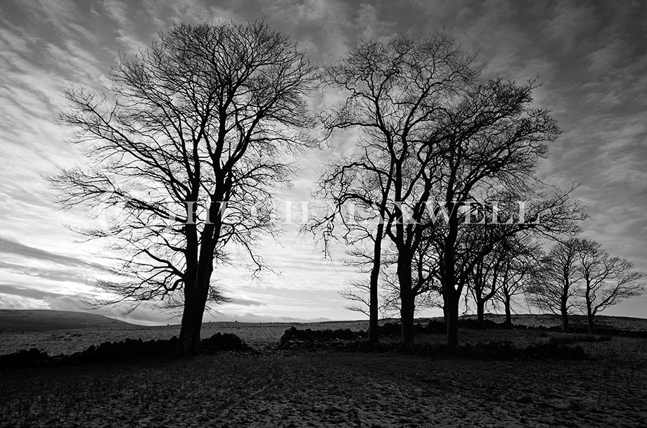 Cairnsaigh Trees