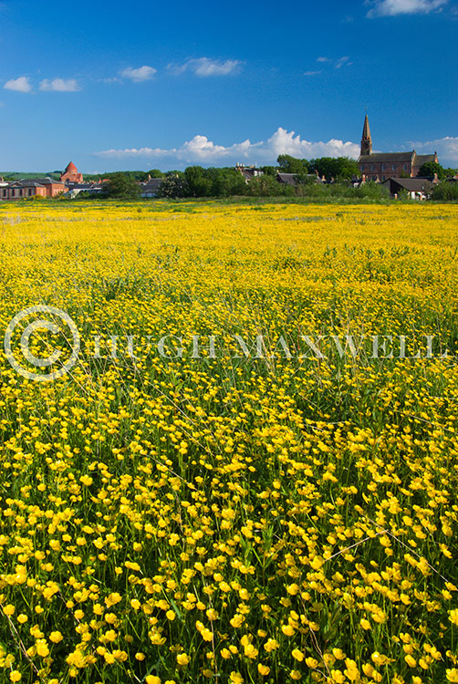 Galston Buttercups