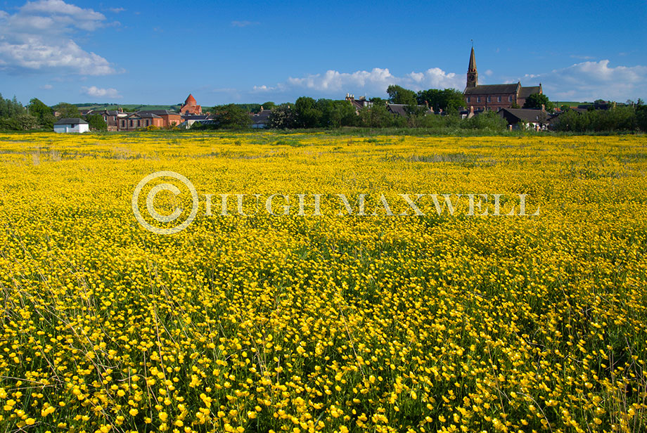 Galston Buttercups