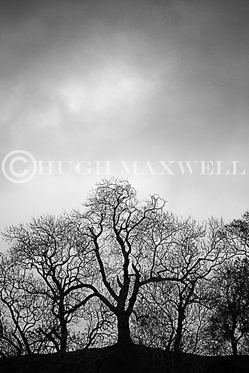 Silhouetted trees at the Laggan