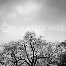Silhouetted trees at the Laggan