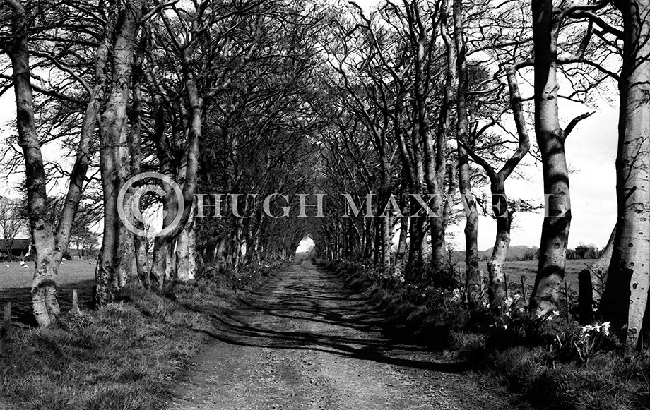 Avenue of Trees