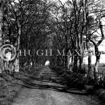 Avenue of Trees