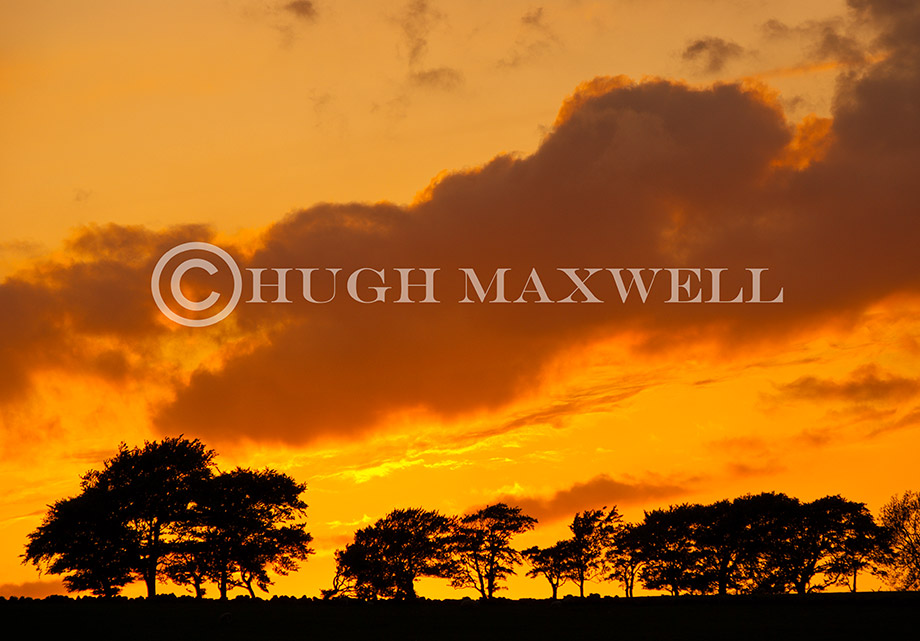 Silhouetted Trees