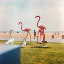 Zwei rosa Flamingofiguren und zwei weiße Gänsefiguren stehen auf einer Rasenfläche an einer Strandpromenade.