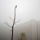 Elster sitzt auf einem Ast. Im Hintergrund eine Stadt im winterlichen Nebel