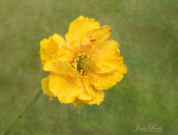 Geum
