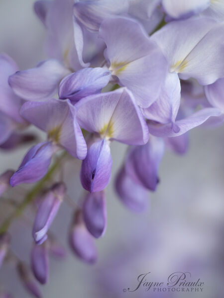 Wisteria Blossom