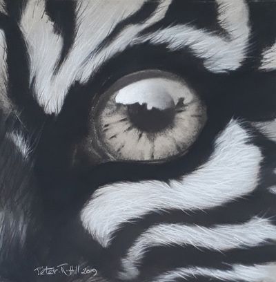 Tiger Eye