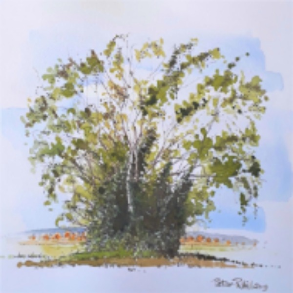Birch Trees at Grange Farm, Scotterthorpe