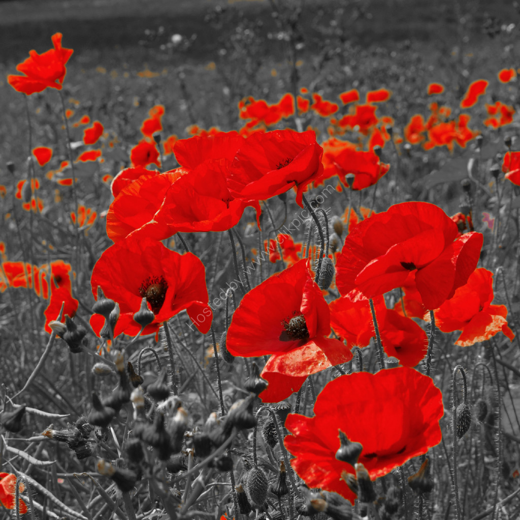 Poppies