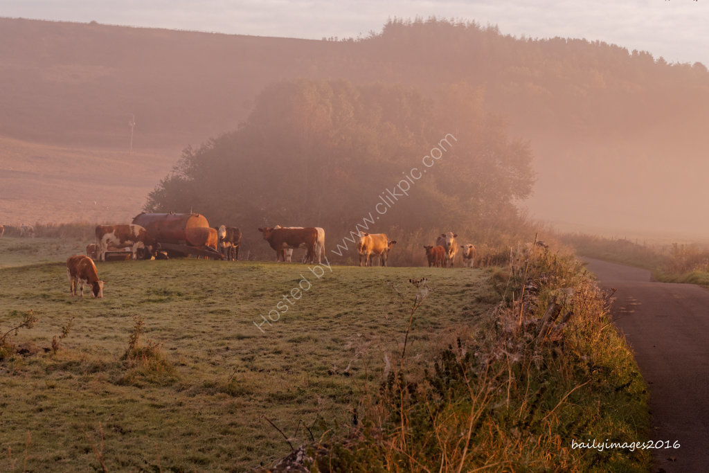 Cows in the mist