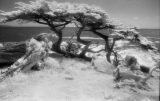 Infra Red Images