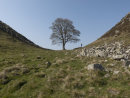 Sycamore Gap Hadrians Wall Northumberland