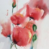 Poppies