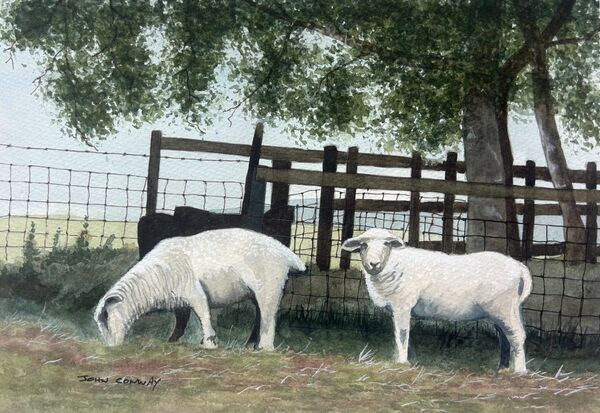 Longwool sheep