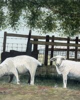 Longwool sheep