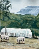 View of Ingleborough and sheep