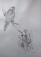 Kestrel & Poppy Heads