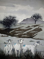 Sheep and Ingleborough