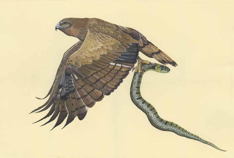 53-60 composite
