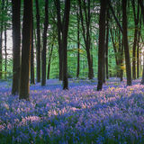Bluebell Wood Hampshire