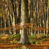 Beech Wood, Hampshire