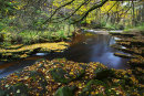 Autumn on the Afon Hepste
