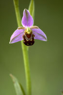 Bee orchid (Ophrys apifera)