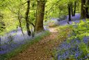 Bluebell wood near Rudry, Cardiff