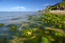 Shoreline view, Caldy Island