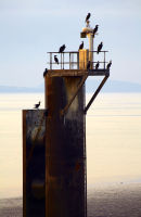 Cormorants