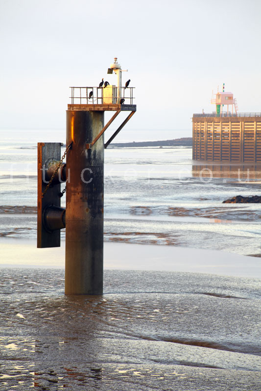 Cormorants near Cardiff Barrage