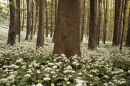 A carpet of Ramsons