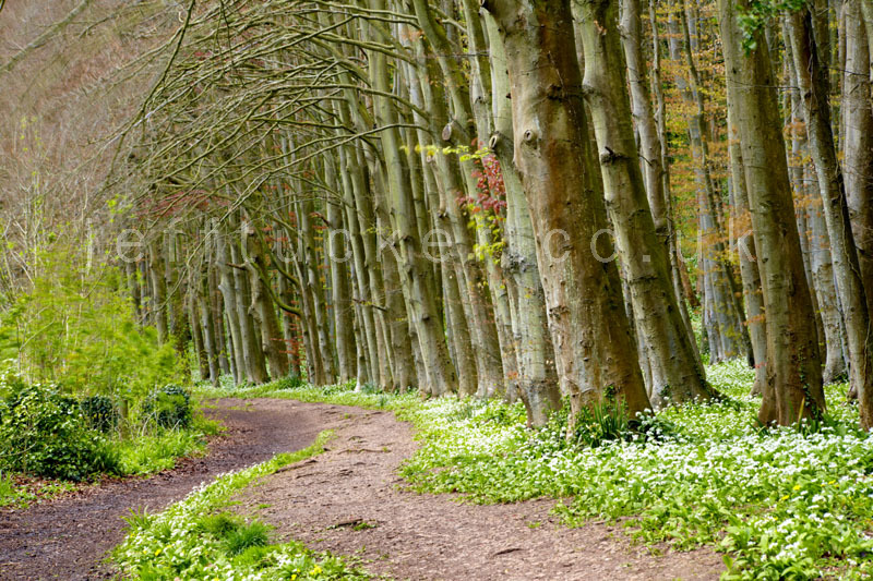 Cwm George and Casehill woods, Dinas Powis