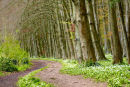 Cwm George and Casehill woods, Dinas Powis