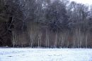 Trees at the edge of a snowy field