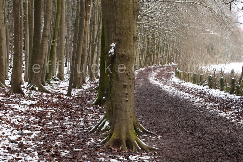 Cwm George woods, winter