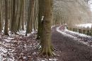 Cwm George woods, winter