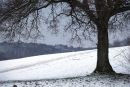 Winter tree