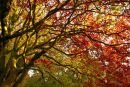 Autumn leaves, Dyffryn Gardens