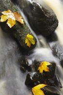 Autumn leaves in a stream
