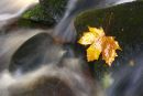Sycamore leaf and stream