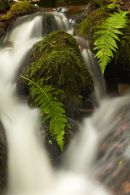 Ferns and stream