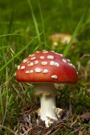 Fly Agaric (Amanita muscaria)