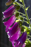 Foxglove (Digitalis purpurea)